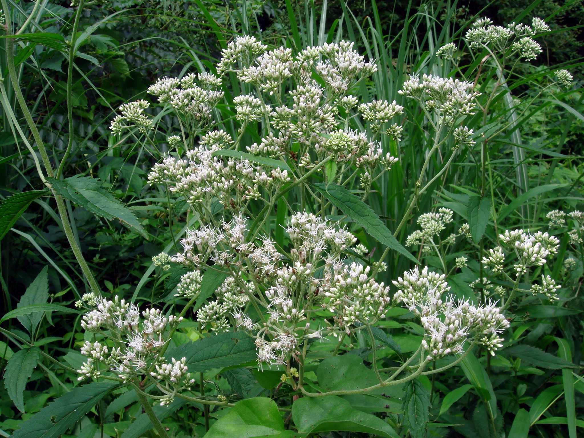 Eupatorium chinense L.